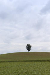 2801-lone tree