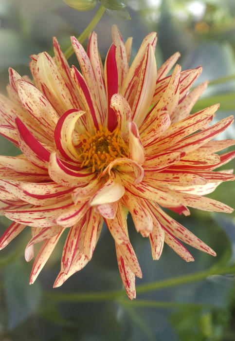 and orange and red coloured dahlia flower