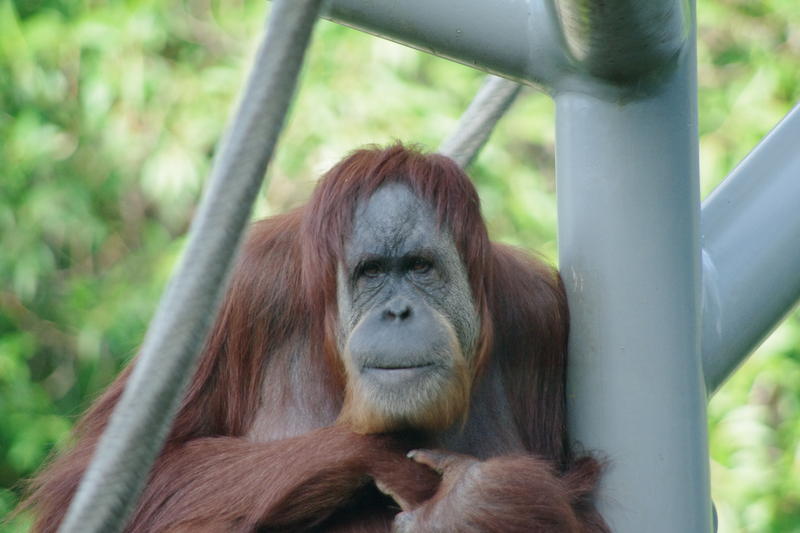 a zoo orangutan pondering