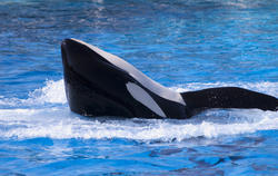 2253-orca whale