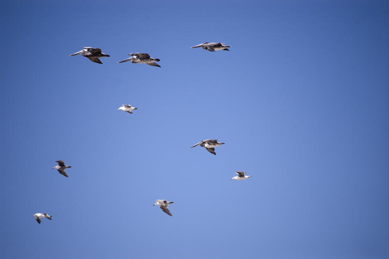 pelicans and other sea birds in a cloudless sky