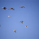 2518-pelicans in flight