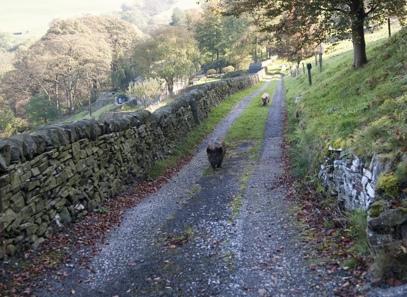 two pigs on a farm track