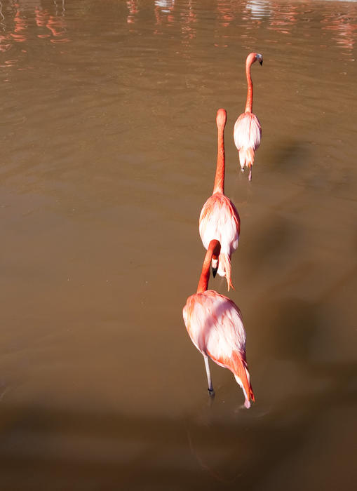 a line of three pink flamingos wading through the water
