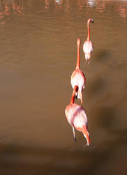 2202-pink flamingos