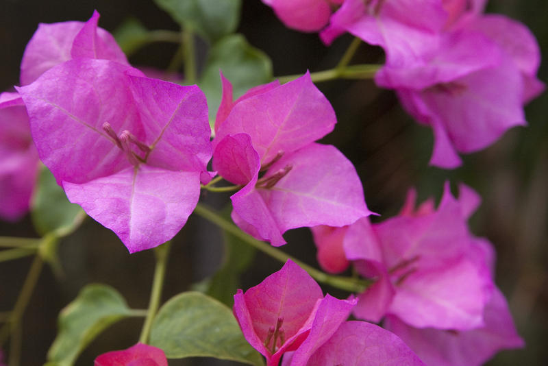 a pretty garden scene, vibrant pink cloured flowers