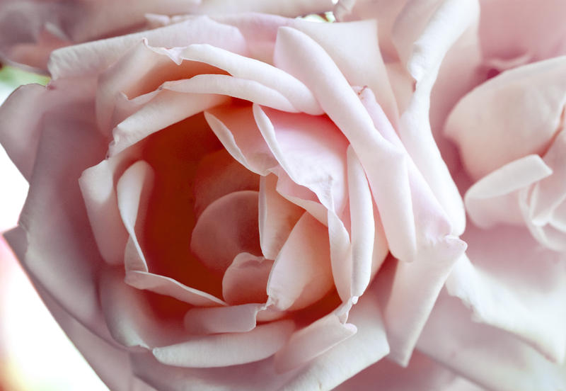 close up on a pink rose flower
