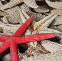 2409-red-starfish.jpg