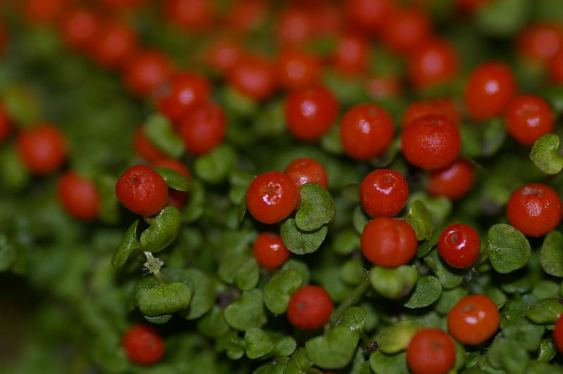 red berries on a cotoneaster bush