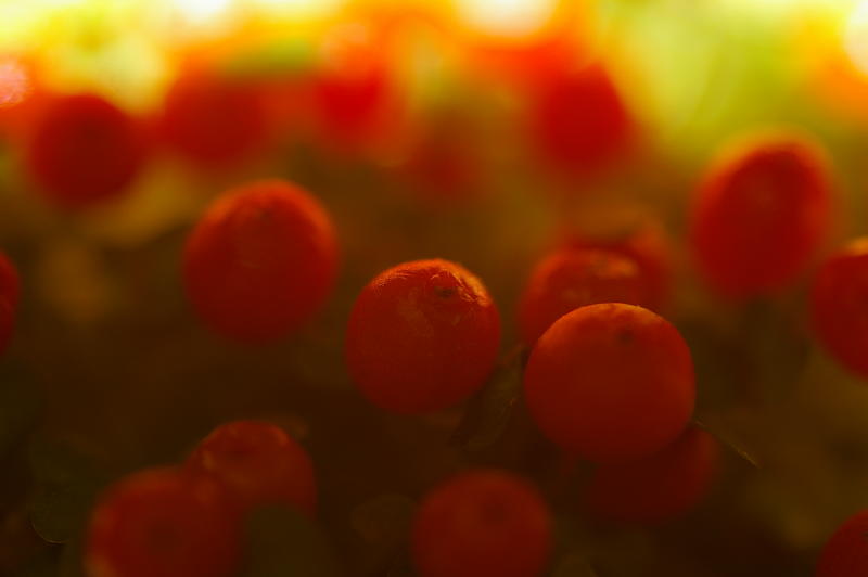 super close up on small red berries
