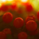 2858-red berries macro