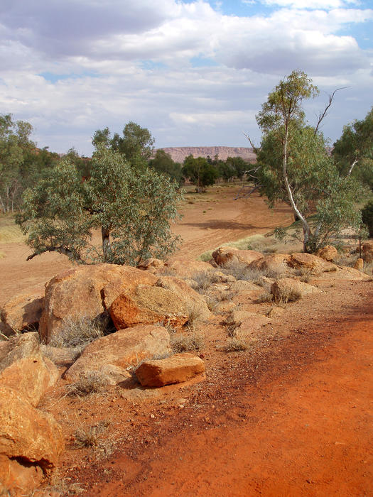 typical desert landscape near alice springs