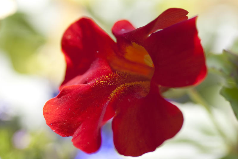 colourful red flower head in a cottage garden