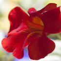2847-red garden flower
