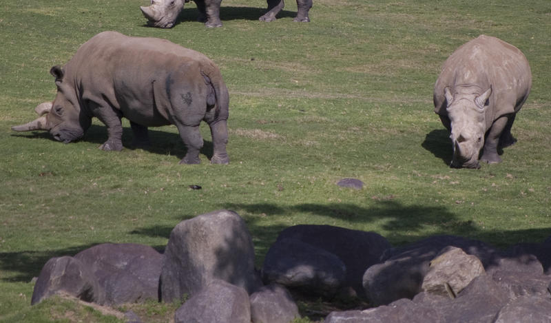 a herd of rhino grazing