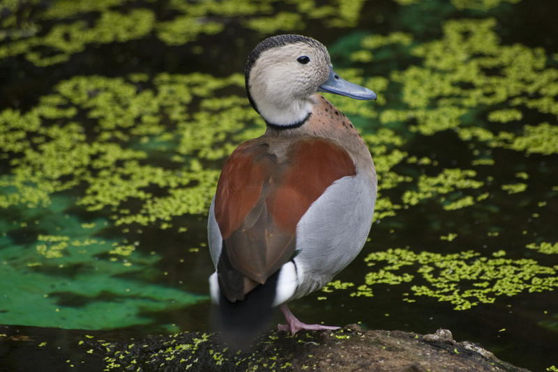 a male ringed teal duck (Callonetta leucophrys)