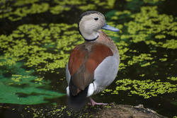 2203-Ringed Teal