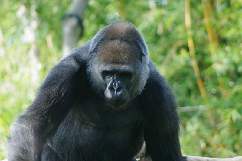 a sad looking gorilla, gorillas are the largest primate