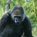 2256-sad gorilla