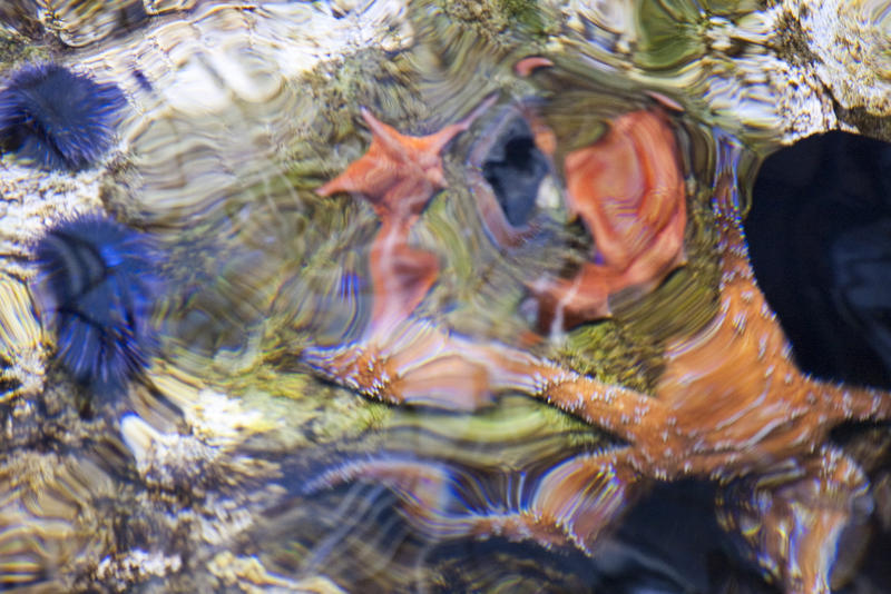 underwater background of distorted sea stars - star fish