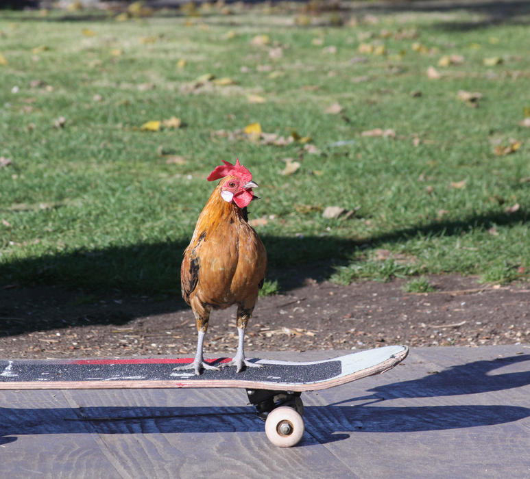 <p>Skateboarding chicken. A chicken that loves to skateboard.</p>