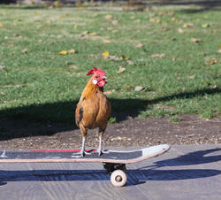 2411-skateboard-chicken.jpg