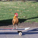 2411-skateboard-chicken.jpg