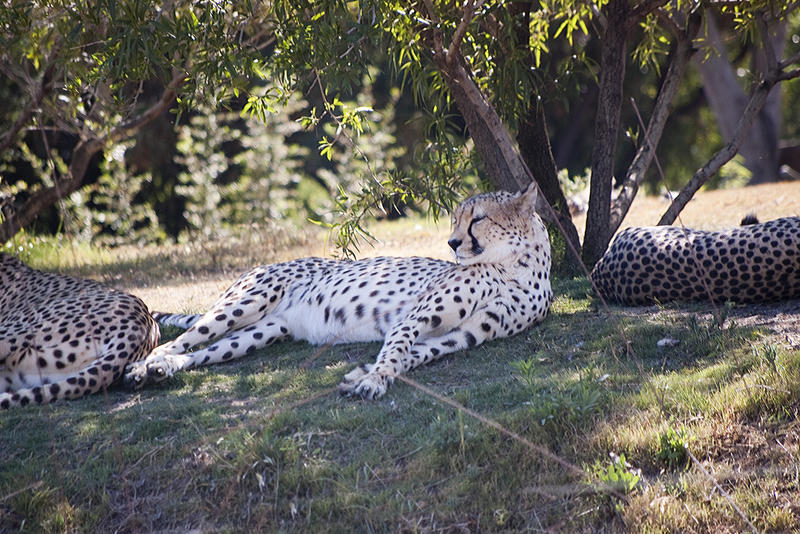 a sleepy leopard strecthing its legs after a 'cat nap'