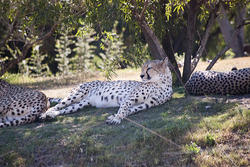 2257-stretching leopard