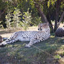 2257-stretching leopard