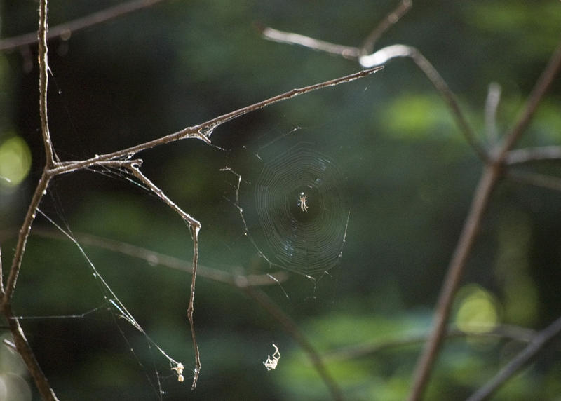 a spider on a web strung between branches