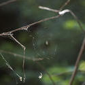 2258-spider web