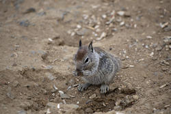 2260-feeding squirrel