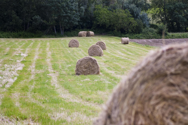 a field with several large bales of straw