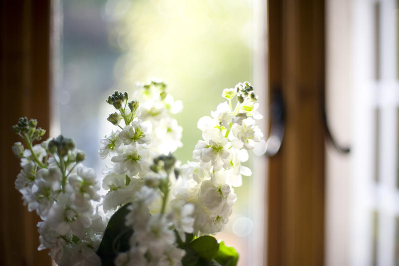 white english stocks, a classic english cottage garden flower