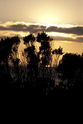2566-sunset through the bushes