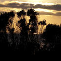 2566-sunset through the bushes