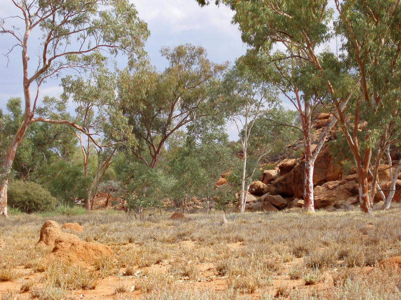 termine mounds dot the landscape near alice springs