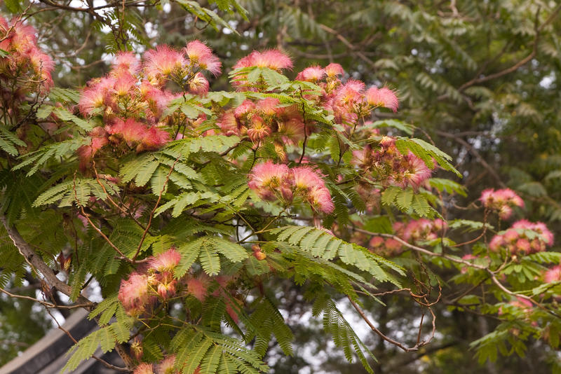 tree blossom on a tree in china