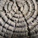 2859-tree_rings.jpg