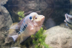 2831-pink tropical fish