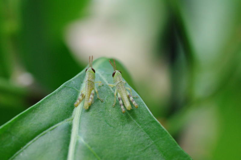 what did the locust say to the other locust?