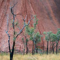 2927-trees and uluru