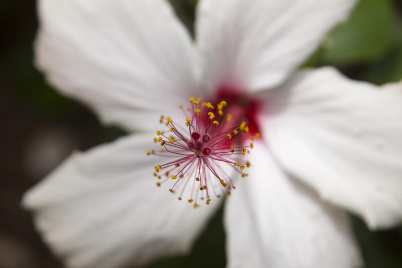 macro image of a white azalea flower 