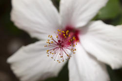 2269-white azalea flower