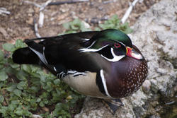 2205-wood duck on land