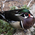 2205-wood duck on land