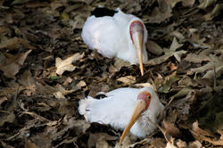 2206-yellow billed stork