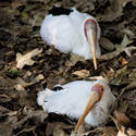 2206-yellow billed stork