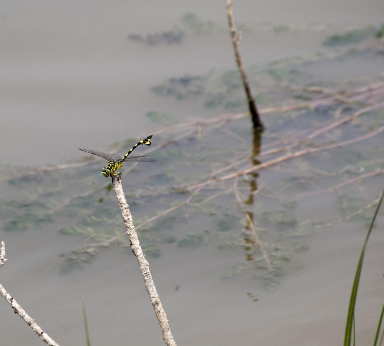 brightly coloured dragon fly perched on a twing sticking out a still pond